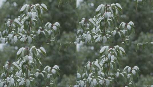 下雪树叶积雪慢镜头4K实拍空镜高清在线视频素材下载