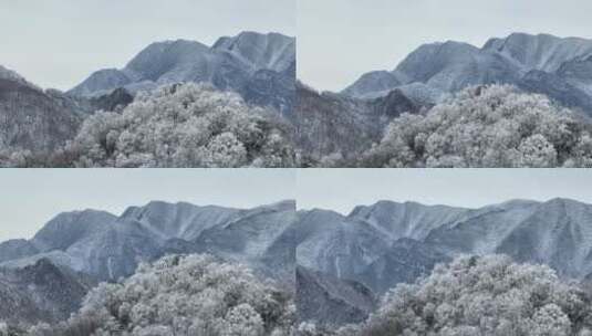 航拍湖北神农架原始森林群山冬季雪景雪松高清在线视频素材下载