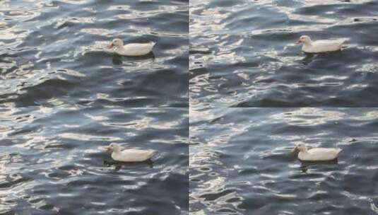 波光粼粼水中鸭子游泳高清在线视频素材下载