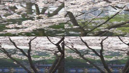日本东京樱花白樱绽放1080p竖版合集高清在线视频素材下载