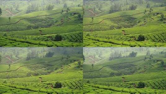 茶叶种植园高清在线视频素材下载