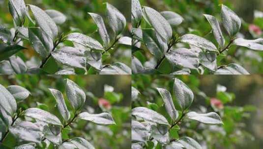 春天山茶花花瓣特写雨中的山茶高清在线视频素材下载