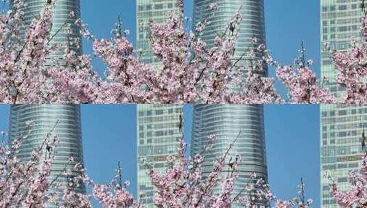 上海城市陆家嘴地标上海樱花北上广樱花特写高清在线视频素材下载