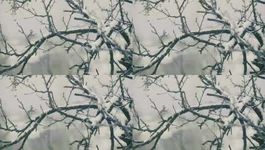 枯树枝上的积雪高清在线视频素材下载