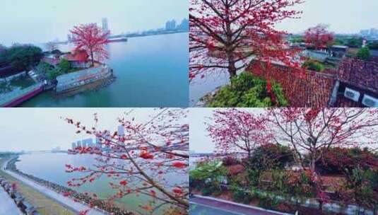 广州喜临院最美木棉花穿越机航拍4K视频高清在线视频素材下载