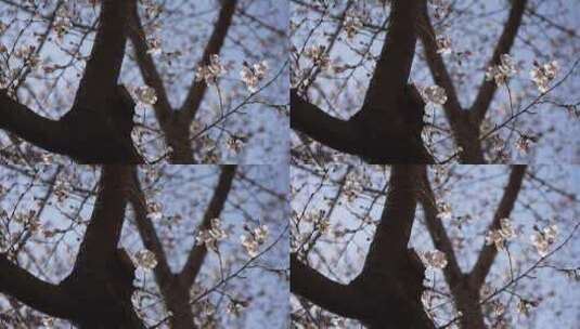 春天樱花盛开春意盎然自然风景植物树高清在线视频素材下载