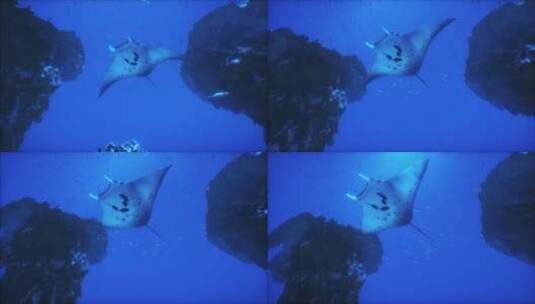 曼塔·雷游过蓝色的水高清在线视频素材下载