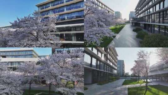 （合集）杭州阿里巴巴西溪园区春天樱花盛开高清在线视频素材下载