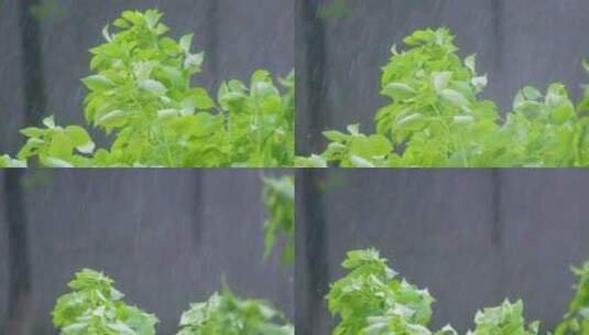 城市下暴雨下雨天雨水雨滴植物树叶子树木高清在线视频素材下载