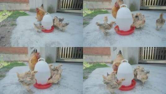 农村家禽散养老母鸡带着小鸡觅食高清在线视频素材下载