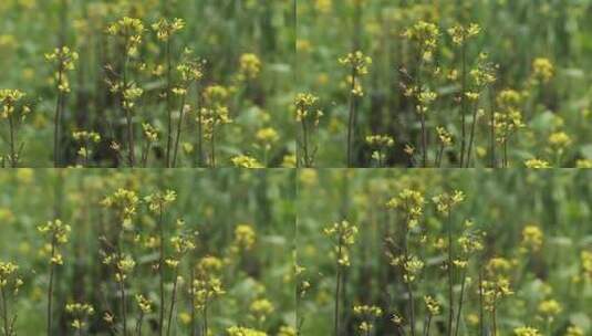 杭州植物花卉高清在线视频素材下载