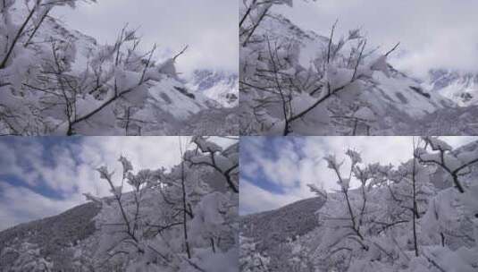 雪后的树枝上的小鸟高清在线视频素材下载