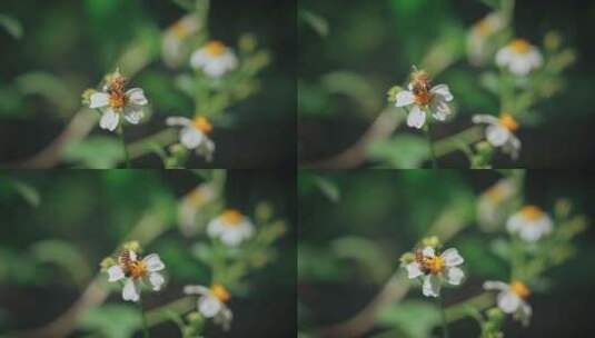 白花鬼针草开花春雷春雨春天绿植2574高清在线视频素材下载