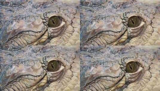 鳄鱼的眼睛高清在线视频素材下载