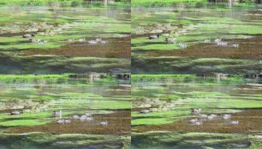 整个鸭子家族喂养着生长在晶莹剔透的水草中高清在线视频素材下载