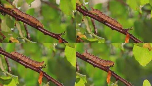 雨中毛毛虫稻草Hawk蛾在树枝上爬行高清在线视频素材下载