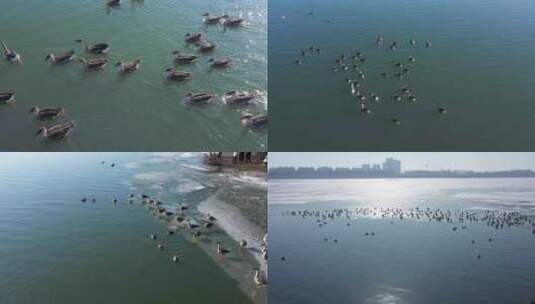 航拍沈阳鸿雁 冰上浑河野鸭子水上鸿雁游高清在线视频素材下载