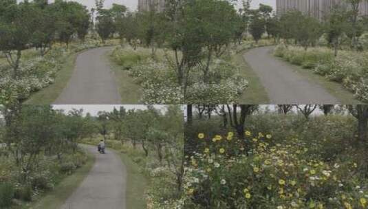 原创S-LOG3小雏菊的春天合集4K高清在线视频素材下载