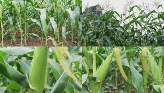 玉米 玉米地 农业高清在线视频素材下载