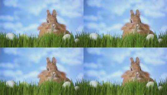 4K- 草地上抽动鼻子的可爱兔子高清在线视频素材下载