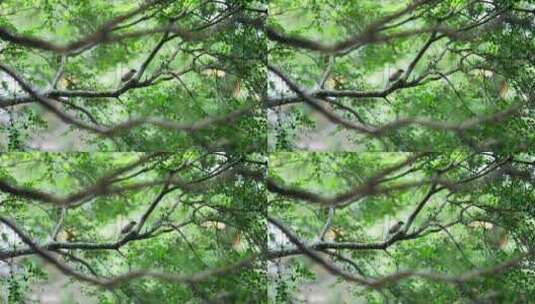 小鸟在树枝上栖息飞翔高清在线视频素材下载