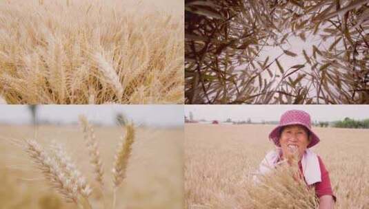 [合集]小麦收获 小麦种子高清在线视频素材下载