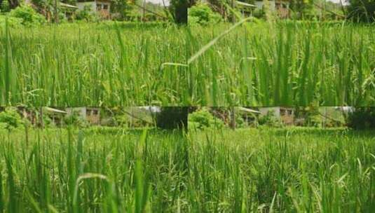 种植园，草，水稻，田地高清在线视频素材下载