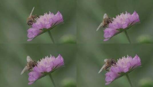 悬停苍蝇，花苍蝇，Syrphid苍蝇，昆高清在线视频素材下载