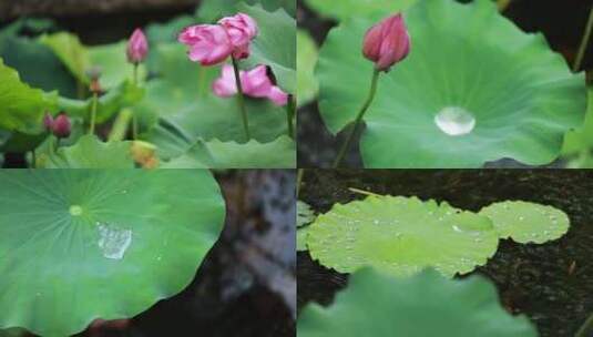 雨中荷叶水珠似银豆高清在线视频素材下载