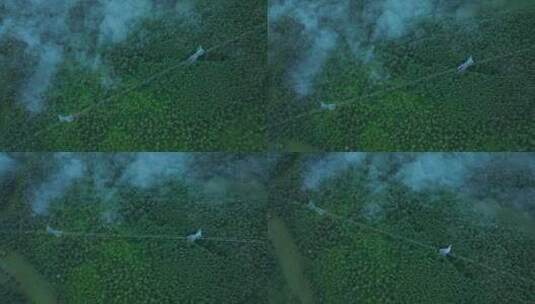航拍自然森林高清在线视频素材下载
