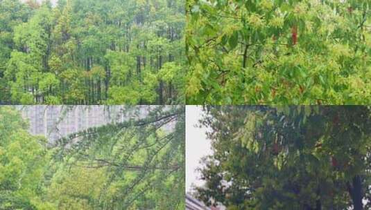 合集大自然雨季下雨雨滴树林雨水慢动作升格高清在线视频素材下载