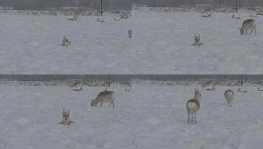 冬季雪地来了野生动物黄羊高清在线视频素材下载