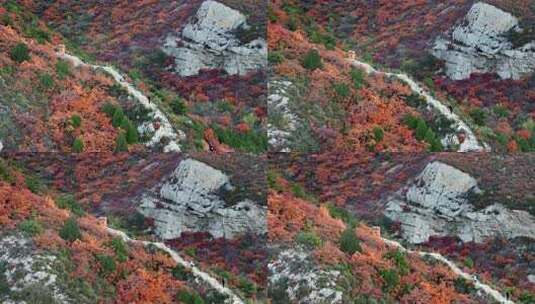 秋日红叶森林航拍满山红叶高清在线视频素材下载