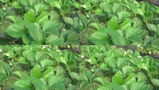凤梨草莓 草莓 草莓叶 草莓幼苗 植物 水果高清在线视频素材下载
