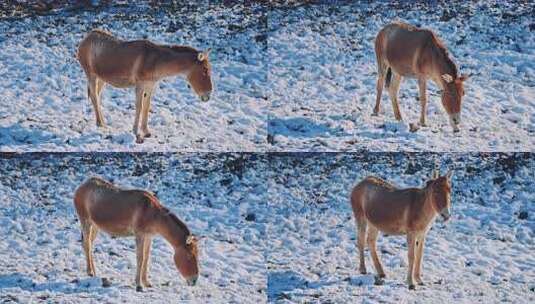 冬天雪地里的一只驴高清在线视频素材下载