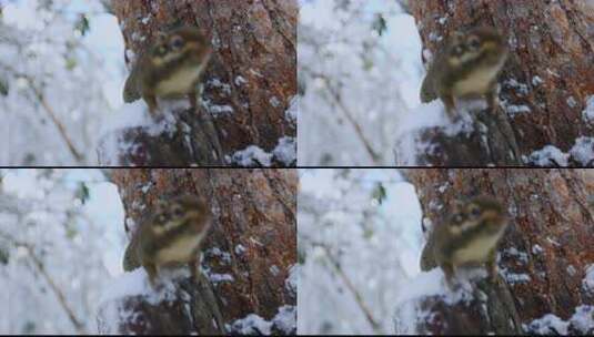 高清实拍冬天雪地小松鼠高清在线视频素材下载