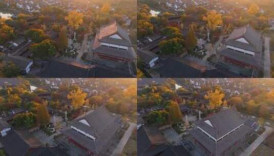 浙江嘉兴梅花洲石佛寺千年银杏航拍高清在线视频素材下载