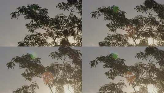透过槐树叶的夕阳04高清在线视频素材下载