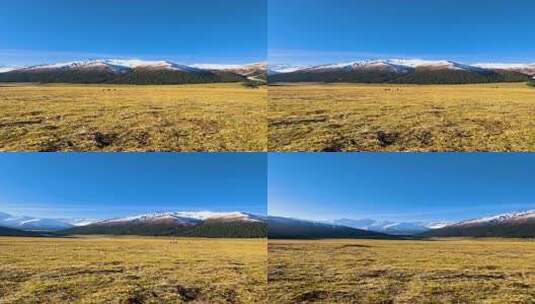 竖屏新疆夏塔草原雪山牧场自然风景高清在线视频素材下载