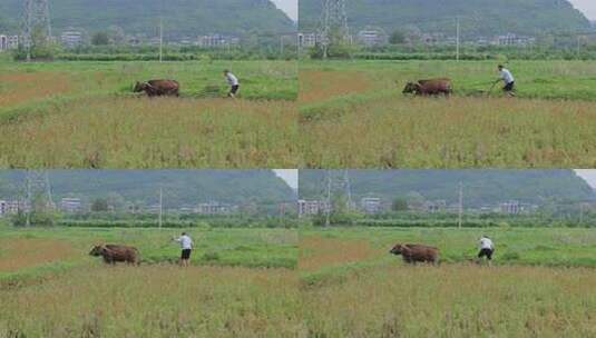 农民用牛犁田在水田中劳作的乡村场景高清在线视频素材下载