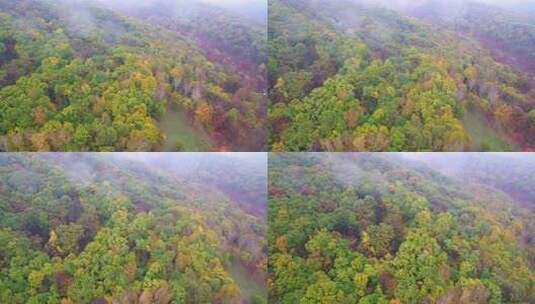 航拍吉林拉法山国家森林公园蛟河红叶谷秋景高清在线视频素材下载