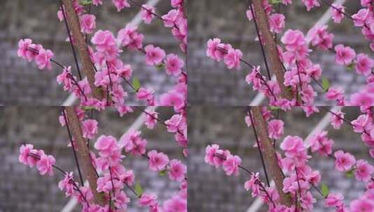 沕沕水生态风景区 梅花 粉色 植物 景色高清在线视频素材下载