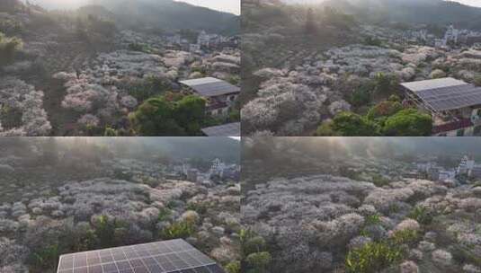 中国广东省广州市从化区广州流溪东星村梅花高清在线视频素材下载