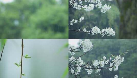 下雨 春雨 雨 清明 雨水雨中绽放的白色花枝高清在线视频素材下载