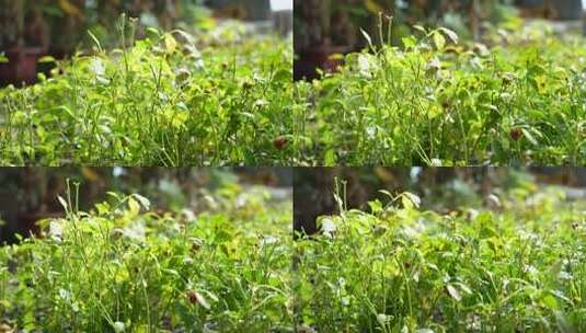 三农 农业 蔬菜 种植 植物高清在线视频素材下载