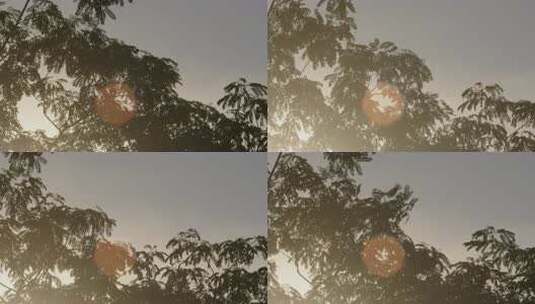 透过槐树叶的夕阳03高清在线视频素材下载
