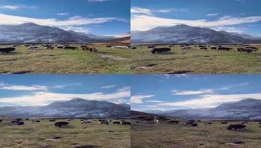 竖屏新疆夏塔草原雪山牧场自然风景高清在线视频素材下载