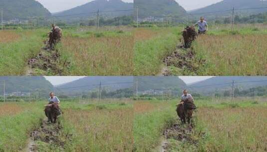 农民用牛犁田在水田中劳作的乡村场景高清在线视频素材下载