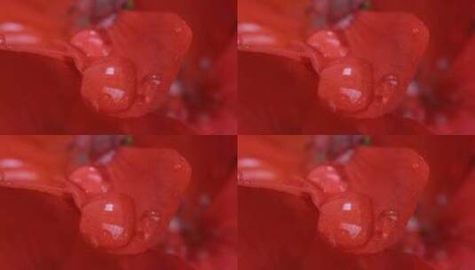 4k高清大屏娇嫩欲滴的滴水花朵特写4高清在线视频素材下载