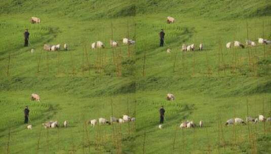 家畜羊山羊吃草动物素材高清在线视频素材下载